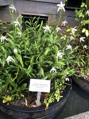 Bromheadia finlaysoniana