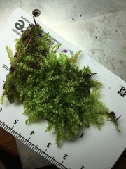 Rhynchostegium serrulatum