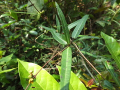 Hemidesmus indicus