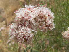 Eriogonum fasciculatum polifolium
