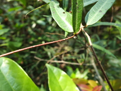 Hemidesmus indicus