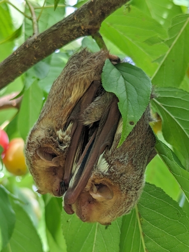 Eastern Red Bat photographed in Delaware