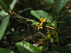 Hemidesmus indicus