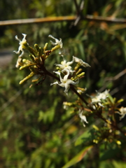 Ichnocarpus frutescens