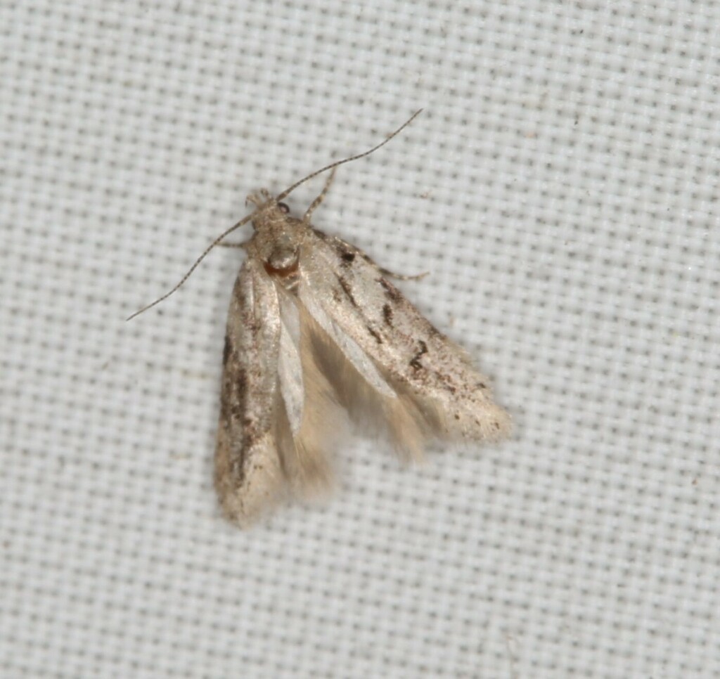 Pseudotelphusa betulella