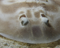 Narcinops westraliensis