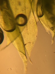 Rhynchostegium serrulatum