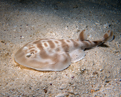 Narcinops westraliensis