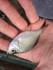 Hyperprosopon argenteum