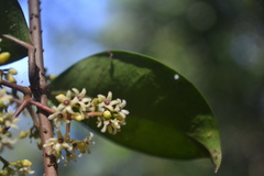 Genianthus laurifolius