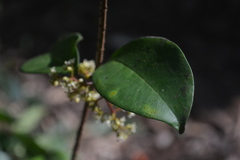 Genianthus laurifolius
