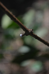 Genianthus laurifolius