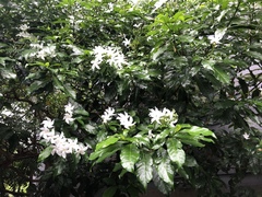 Tabernaemontana corymbosa