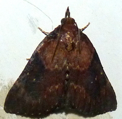 Omphalocera munroei
