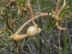Cuscuta indecora