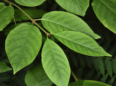 Euonymus occidentalis