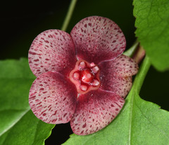 Euonymus occidentalis