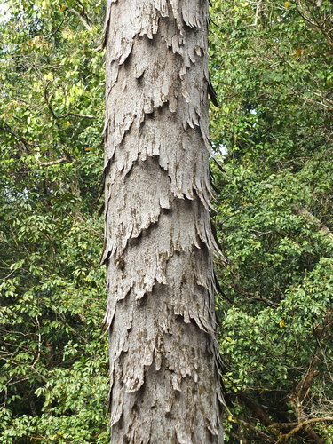 Image of Black Dhup (Canarium strictum) by (c) Siddarth Machado, some rights reserved (CC BY)