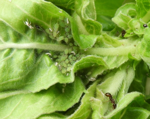 Evening primrose aphid
