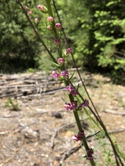 Sairocarpus virga