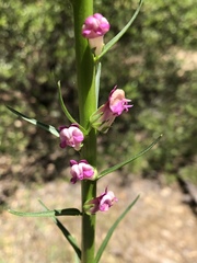 Sairocarpus virga