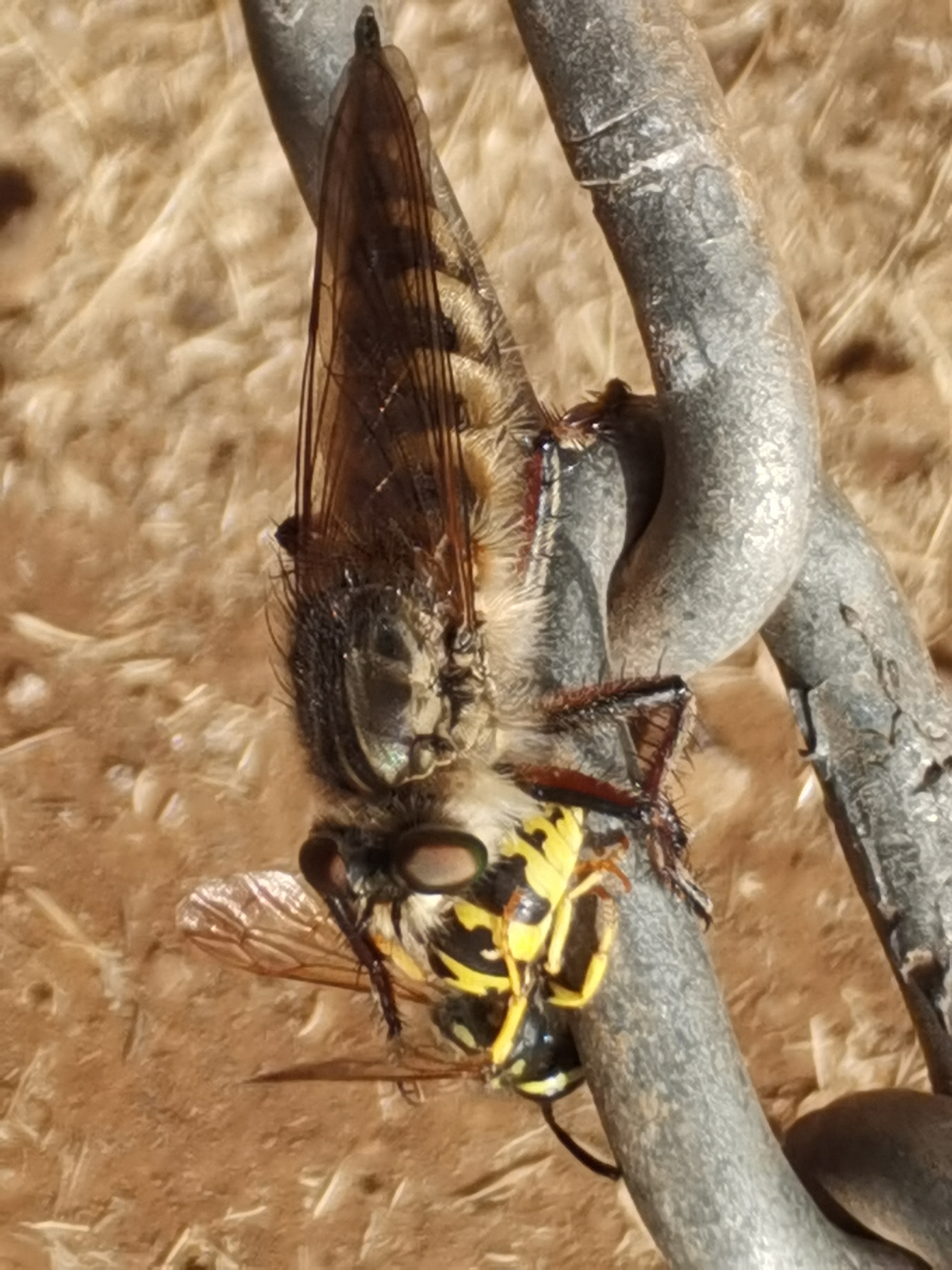 Promachus palmensis