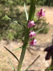 Sairocarpus virga