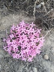Houstonia rubra