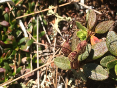 Rhododendron lapponicum