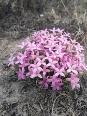 Houstonia rubra