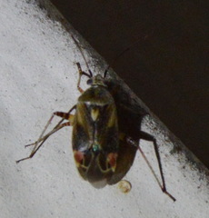 Polymerus basalis