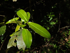 Calophyllum apetalum