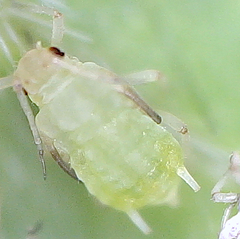Aphis oenotherae
