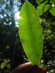Calophyllum apetalum