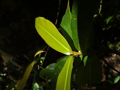 Calophyllum apetalum