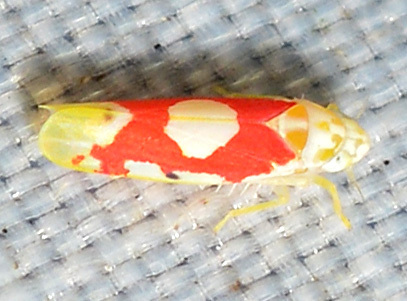 Red Apple Leafhopper