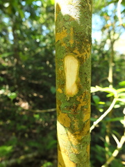 Calophyllum apetalum