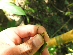 Calophyllum apetalum
