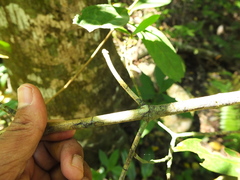 Calophyllum apetalum