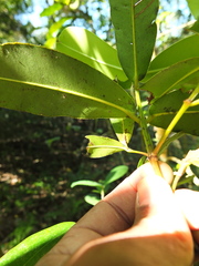 Calophyllum apetalum