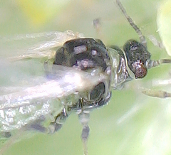 Aphis oenotherae