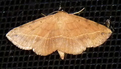 Hemeroplanis scopulepes