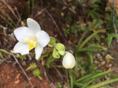 Spathoglottis micronesiaca