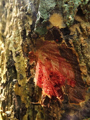 Calophyllum apetalum