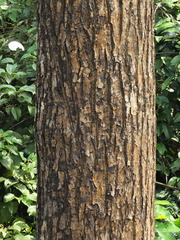 Calophyllum apetalum