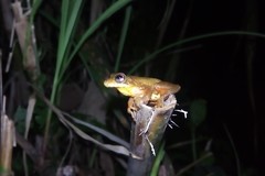 Dendropsophus bogerti