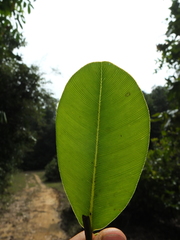 Calophyllum apetalum