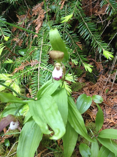 Image of Cypripedium arietinum by no rights reserved