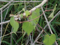 Ipomoea biflora