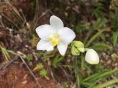 Spathoglottis micronesiaca